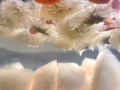 菊花茶-御香咖啡(中大吴庄店)