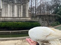 -音乐台