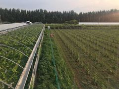 -白鹿原葡萄主题公园