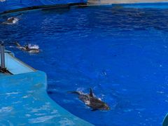 -海合安成都极地海洋公园