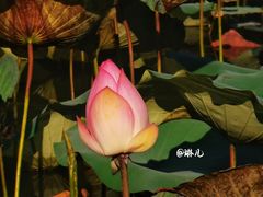 -惠州西湖丰渚园