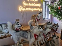 -Husky Go! 哈士奇体验馆·宠物咖啡厅狗咖