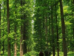 -黄海国家森林公园