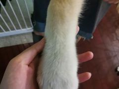 -喜柴咖啡·柴犬狗咖