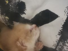 -佳雯宠物医院(金华南路分院)