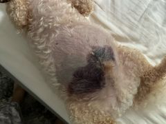 -美联众合动物医院·24h转诊中心