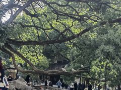 -西园戒幢律寺