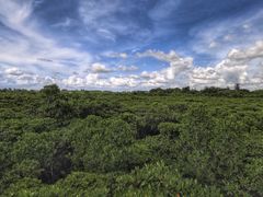 -东寨港红树林旅游区