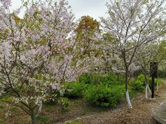 -上海海湾国家森林公园