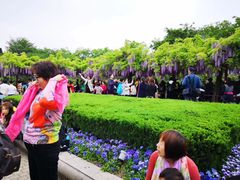 -嘉定紫藤园