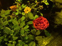 -花木兰·咖啡·茶铺