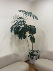 -HEYAN荷妍专业脱毛连锁机构