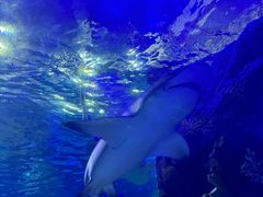 -江和美海洋公园