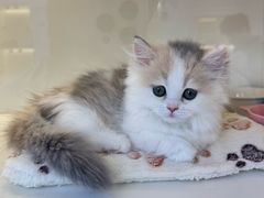 -小猫来了·猫咪专售(红山六九七九店)