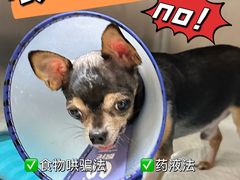 -美联众合动物医院·24h转诊中心