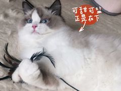 -东方名猫馆·英短金渐层布偶猫舍(环线广场1号楼店)