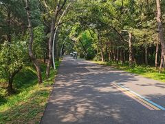 -日照海滨国家森林公园