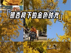 -三里屯东五街银杏大道