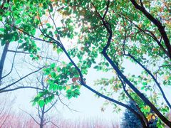 -昆山城市生态森林公园