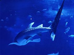 -烟台海昌鲸鲨海洋公园