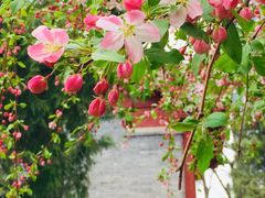 -海棠花溪(元大都城垣遗址公园)