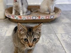 -楼上猫咖(罗湖店)