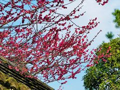 -慧因高丽寺