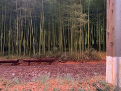 -黄海国家森林公园