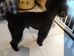 -精灵岛宠物生活馆(洪泽花园店)