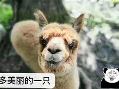 -呀诺达热带雨林