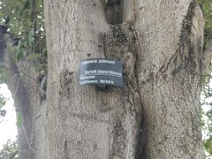 -墨尔本皇家植物园