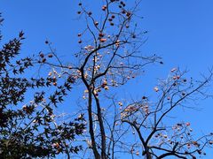 -香山公园