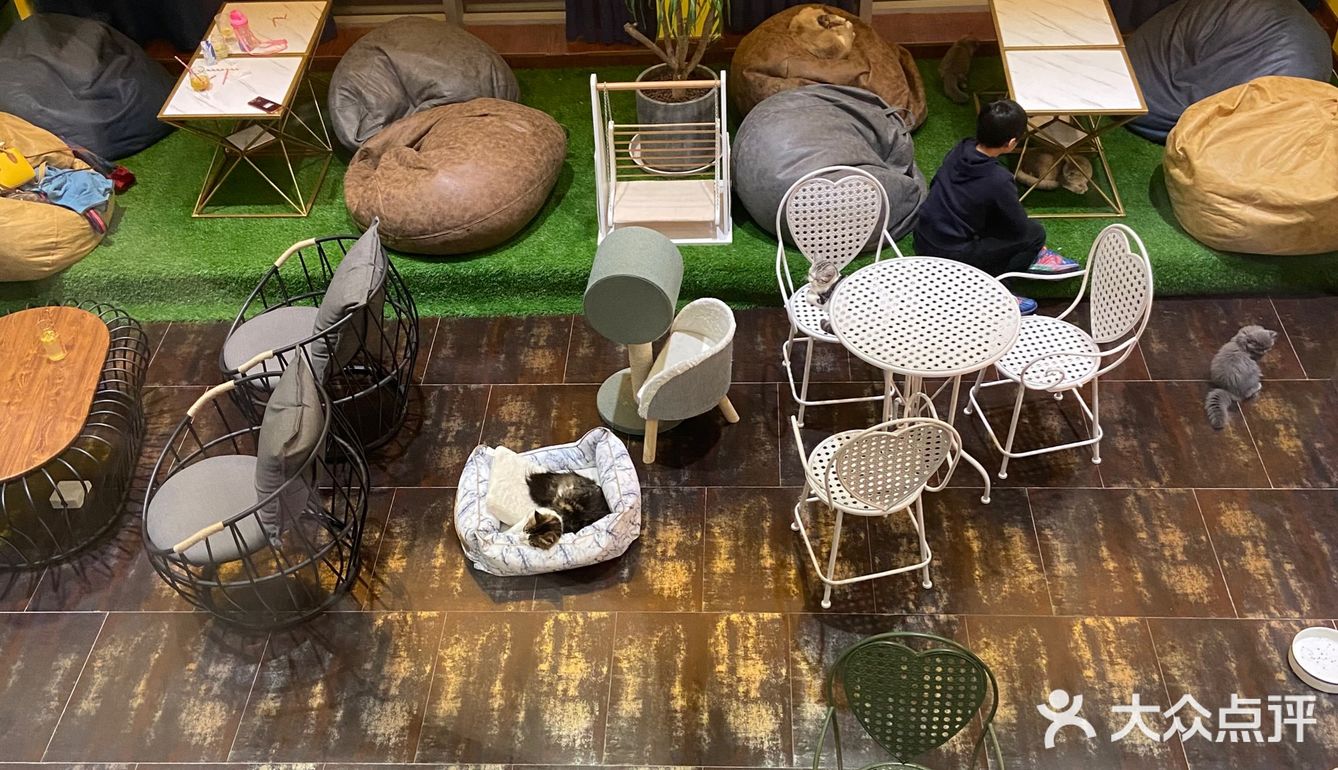 江北19楼空中猫咖店