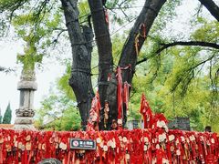 -大槐树寻根祭祖园