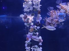-大连圣亚海洋世界