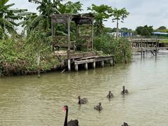 -大湾区中央湿地公园