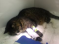 -瑞派·关忠动物医院·异宠专科·犬猫肿瘤·皮肤专科(望京店)