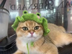 -车接车送·寄养洗护·德文猫舍(大宁店)