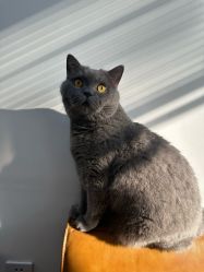 -飛凡TATTOO纹身•原创