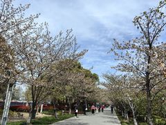 -高东镇樱花园