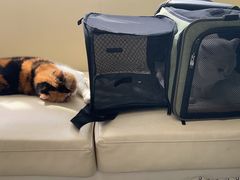 -宠爱国际动物医院· 猫科· 外科·中兽医(长白店)