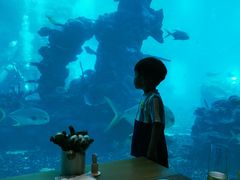 -海棠湾洲际-涛·海底餐厅·美人鱼·自助餐·海底隧道