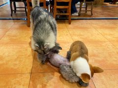 -more than meow吴止猫主题餐厅(承德 中船汇店)