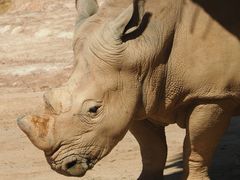 -泉州海丝野生动物世界