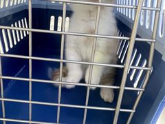 -小猫来了·猫舍(红山六九七九店)