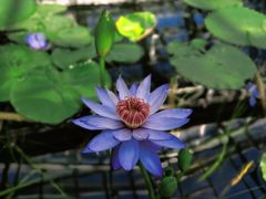 -国家植物园南园