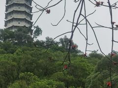 -深圳国际园林花卉博览园