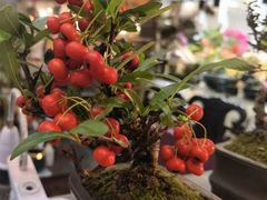 -双季花艺园艺市场(浦东店)