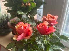 -朝来春花卉市场