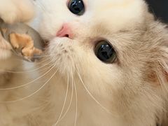 -滚猫咖啡·猫咖·猫友好撸猫(未来城店)